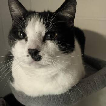 Splash -  Domestic Short Hair Cat for Adoption in Springfield, Illinois - Splash | PetCurious