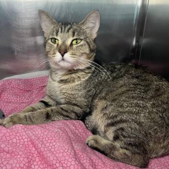 Big House -  Domestic Short Hair Cat for Adoption in Matteson, Illinois - Big House | PetCurious