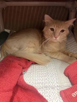 MAN HANDS JR. -  Domestic Short Hair Cat for Adoption in Omaha, Nebraska - MAN HANDS JR. | PetCurious