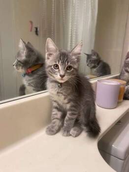 Rescue Domestic Short Hair Cats for Adoption in San Diego, California - Ladle | PetCurious