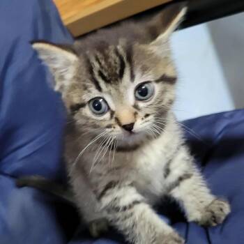 Rescue American Shorthair Cats for Adoption in Wadena, Minnesota - Aquila | PetCurious