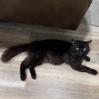 Maine Coon and Domestic Long Hair Cats Available for Adoption in Pearland, Texas - King Charles | PetCurious