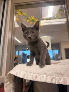 Gandalf -  Domestic Short Hair Cat for Adoption in Fayetteville, Arkansas - Gandalf | PetCurious