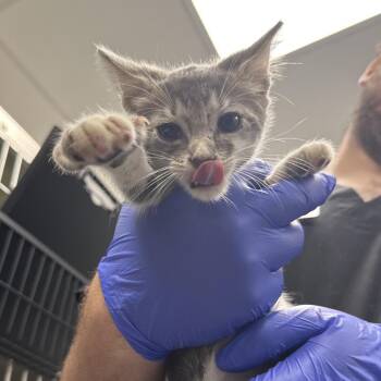 Dash -  Domestic Short Hair Cat for Adoption in Lakeland, Florida - Dash | PetCurious