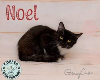 Domestic Medium Hair Cats Available for Adoption - Noel | PetCurious