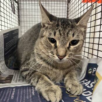 Shayla -  Domestic Short Hair Cat for Adoption in Edinburg, Texas - Shayla | PetCurious