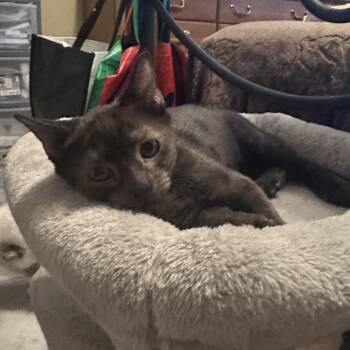Alina -  Domestic Short Hair Cat for Adoption in Tuttle, Oklahoma - Alina | PetCurious