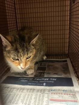 Athena -  Domestic Short Hair Cat for Adoption in Austin, Texas - Athena | PetCurious