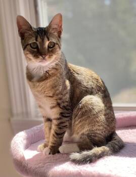 Abyssinian and Domestic Short Hair Cats Available for Adoption in Allentown, New Jersey - Fig | PetCurious