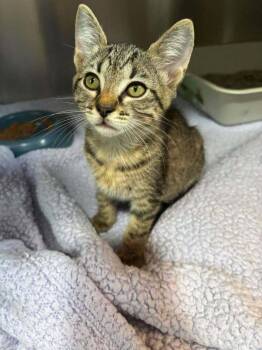 Tavi -  Domestic Short Hair Cat for Adoption in Statesboro, Georgia - Tavi | PetCurious