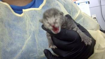 KITTEN 1 -  Domestic Medium Hair Cat for Adoption in Dallas, Texas - KITTEN 1 | PetCurious