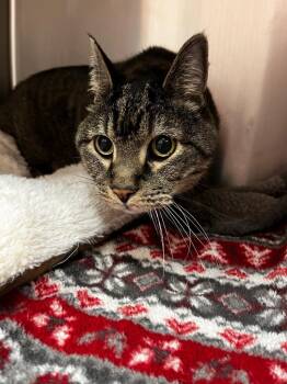 Domestic Short Hair Cats Available for Adoption - Los | PetCurious