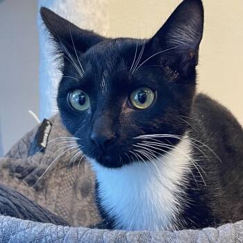 Domestic Short Hair Cats Available for Adoption - Comet | PetCurious