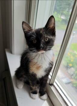 Katydid -  Domestic Short Hair Cat for Adoption in Cumberland, Maine - Katydid | PetCurious