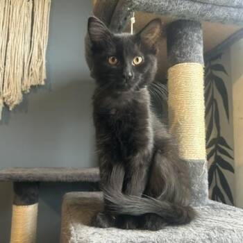 Jessa 0326 DW -  Domestic Medium Hair Cat for Adoption - Jessa 0326 DW | PetCurious