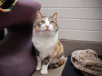 MARY JO -  Domestic Short Hair Cat for Adoption in Omaha, Nebraska - MARY JO | PetCurious
