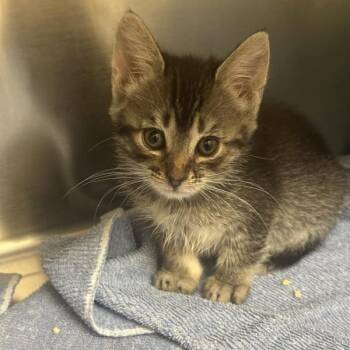 Calypso -  Domestic Short Hair Cat for Adoption in Walnut Creek, California - Calypso | PetCurious