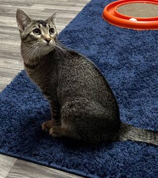 Rescue Domestic Short Hair Cats for Adoption in Waynesville, Missouri - Lulu | PetCurious