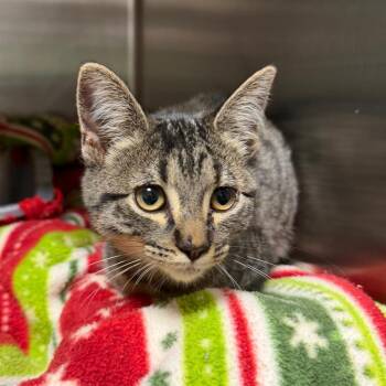 Harvest -  Domestic Short Hair Cat for Adoption in Cody, Wyoming - Harvest | PetCurious