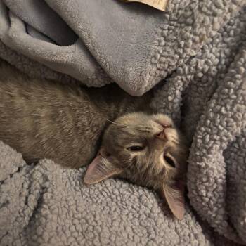 Caroline -  Domestic Short Hair Cat for Adoption in Springfield, Ohio - Caroline | PetCurious