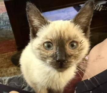 Rosie (bonded with Dolly) -  Siamese Cat for Adoption in Antioch, California - Rosie (bonded With Dolly) | PetCurious
