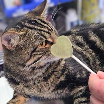 Domestic Short Hair Cats Available for Adoption in New Cumberland, West Virginia - Shooter | PetCurious