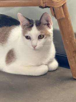 Judith-must go with a friend -  Domestic Short Hair Cat for Adoption in Cary, North Carolina - Judith-must Go With A Friend | PetCurious