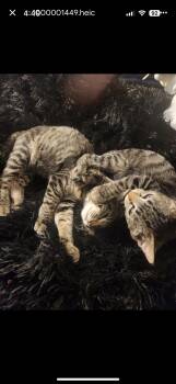 Rescue Domestic Short Hair Cats for Adoption in Missoula, Montana - Presley & Purrrcilla | PetCurious