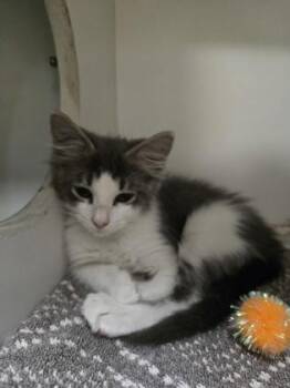 Snapchat -  Domestic Short Hair Cat for Adoption in Savannah, Georgia - Snapchat | PetCurious