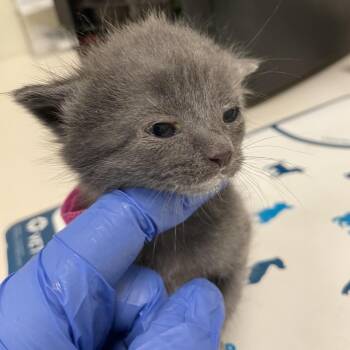 Kyrie -  Domestic Short Hair Cat for Adoption in Lynchburg, Virginia - Kyrie | PetCurious