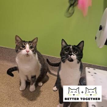 Domestic Short Hair Cats Available for Adoption - Melo | PetCurious