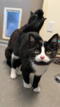Audrey -  Domestic Short Hair Cat for Adoption in Coquitlam, British Columbia - Audrey | PetCurious