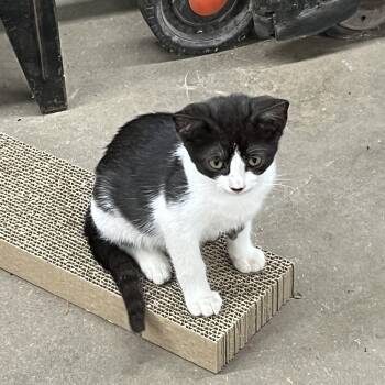 Miss Kitty -  Domestic Short Hair Cat for Adoption in Oriental, North Carolina - Miss Kitty | PetCurious