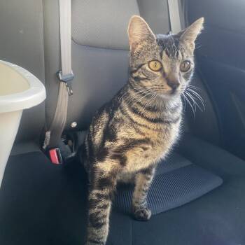 Domestic Short Hair Cats Available for Adoption - George | PetCurious