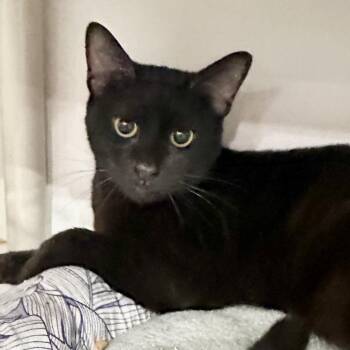 Percy -  Domestic Short Hair Cat for Adoption in Long Beach, California - Percy | PetCurious