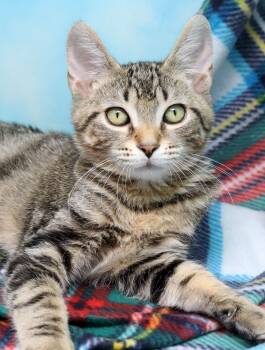 Rescue Domestic Short Hair Cats for Adoption in Tierra Verde, Florida - Kelvin | PetCurious