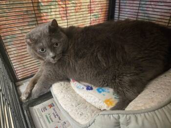 Rescue Domestic Short Hair Cats for Adoption in Muncie, Indiana - Roxy | PetCurious