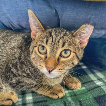Penelope -  Domestic Short Hair Cat for Adoption in Riverwoods, Illinois - Penelope | PetCurious