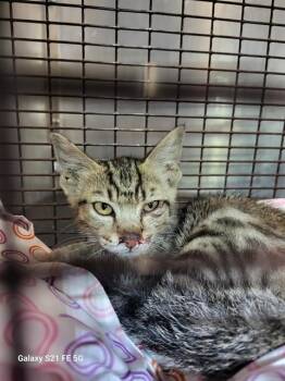 A814285 -  Domestic Short Hair Cat for Adoption in San Antonio, Texas - A814285 | PetCurious