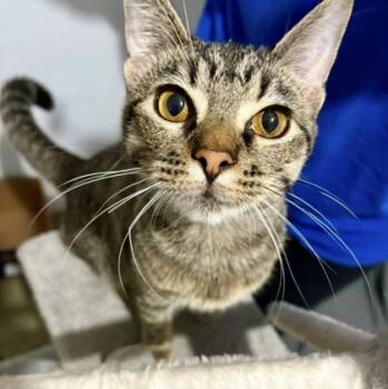 Rescue Domestic Short Hair Cats for Adoption in Fort Worth, Texas - Orzo | PetCurious