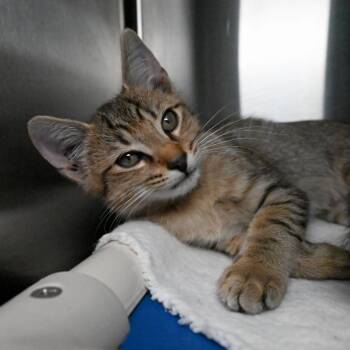 Rescue Domestic Short Hair Cats for Adoption in West Palm Beach, Florida - Hambone | PetCurious