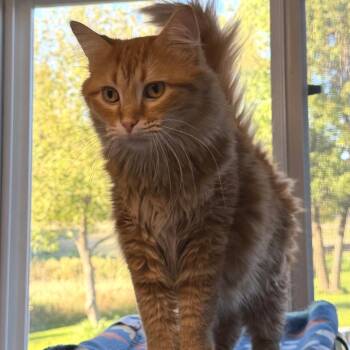 Cider -  Domestic Medium Hair Cat for Adoption in Milford, Iowa - Cider | PetCurious