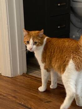 Biscotti -  Domestic Short Hair Cat for Adoption in Cumming, Georgia - Biscotti | PetCurious