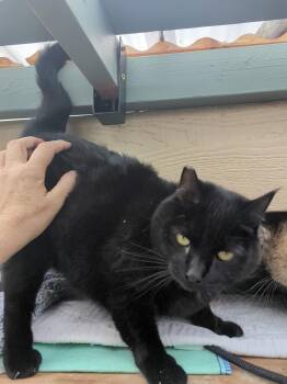 Domestic Short Hair Cats Available for Adoption - Miller #3 And #4 - Offered By Owner - Inside Pair | PetCurious