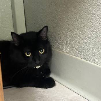Salem -  Domestic Long Hair Cat for Adoption in Eureka Springs, Arkansas - Salem | PetCurious