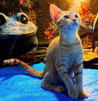 Rescue Tabby Cats for Adoption in Franklin, Tennessee - KITTEN POLLYWOG | PetCurious