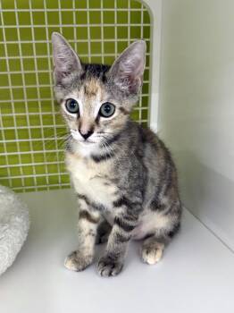 Rescue Domestic Short Hair and Tiger Cats for Adoption in Lake Monroe, Florida - Lady Day | PetCurious