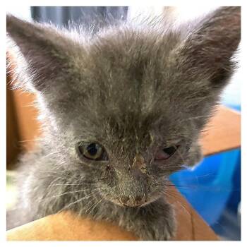 Ratchet -  Domestic Short Hair Cat for Adoption in Redwood City, California - Ratchet | PetCurious