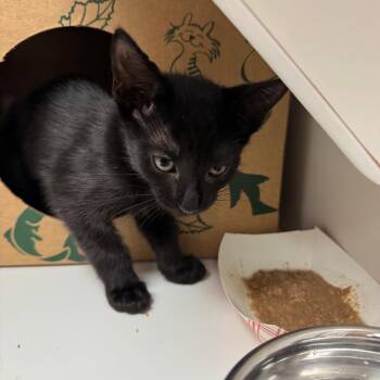 Risk -  Domestic Short Hair Cat for Adoption in Reno, Nevada - Risk | PetCurious