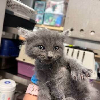 Rescue Domestic Short Hair Cats for Adoption in Reno, Nevada - Polygon | PetCurious